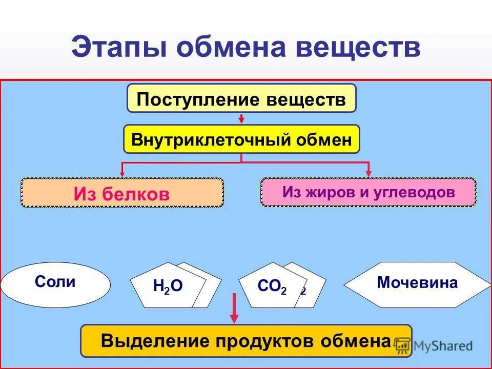 обмен веществ и энергии этапы обмена веществ. схема метаболизма витамина д. соотношение анаболизма и катаболизма. 3 метаболизм. 3 метаболизм.