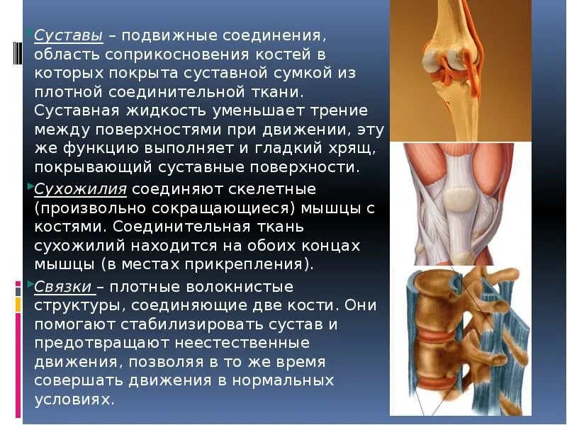 Подвижные соединения суставы. Соединение костей суставы. Уменьшает трение суставных поверхностей костей. Подвижные соединения костей.