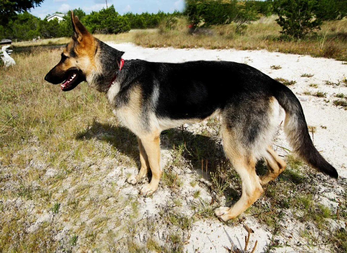 Виды овчарок фото. Виды овчарок фото. Виды овчарок фото. Горная немецкая овчарка. Баварская овчарка shepherd.