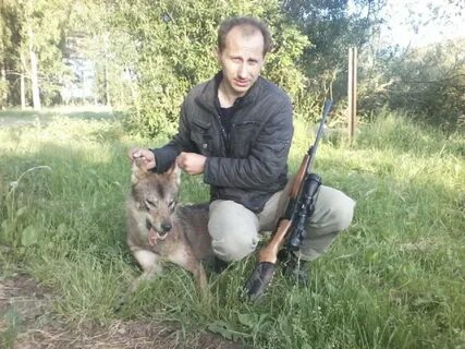Охота на вабу на волка