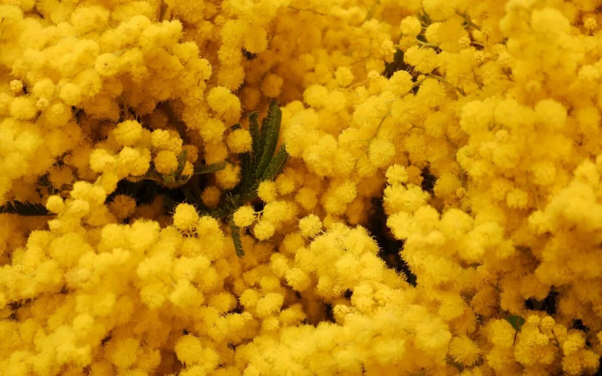 Мимоза цветок. Мимоза желтая цветок. Мимоза дмт. Мимоза цветет. Мимоза картинки красивые на телефон