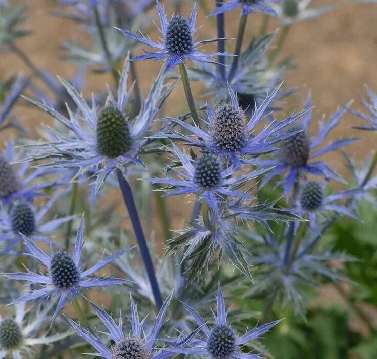 Холли чертополох. Синеголовник. Эрингиум цветок. Sea holly. Чертополох синий.