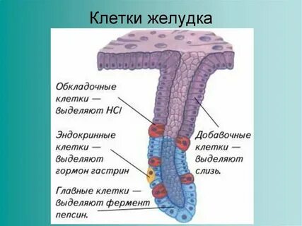 Главные и обкладочные клетки
