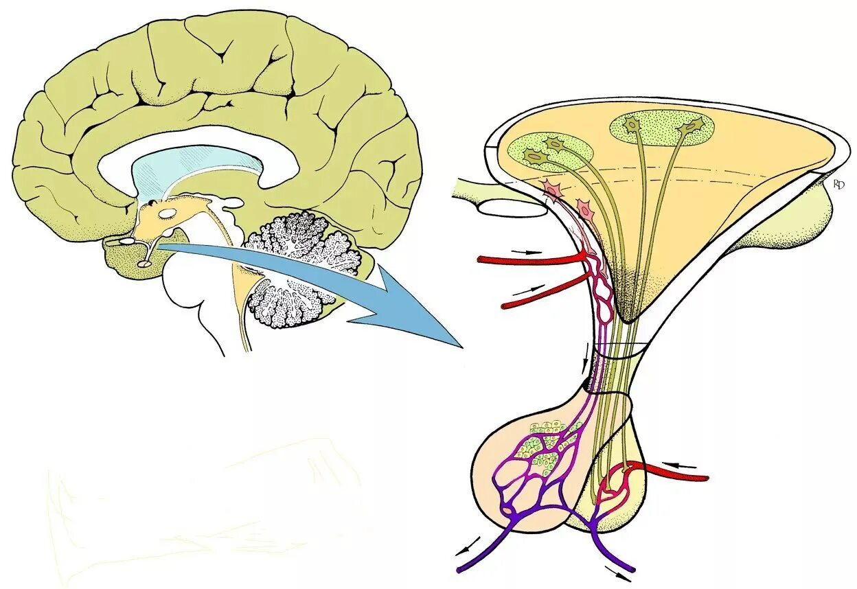 Артерии гипофиза. Гипоталамус таламус гиппокамп. Гиппокамп и гипофиз. Гипоталамо-гипофизарная система. Гипоталамус и гипофиз рисунок.