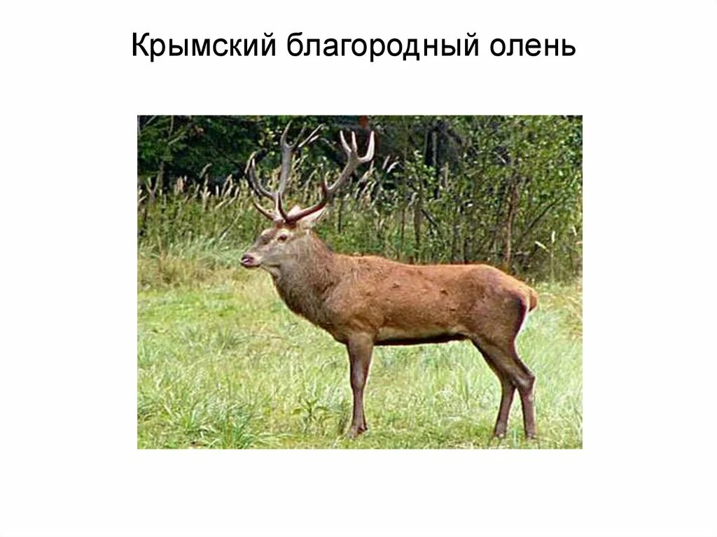 Сообщение о диких животных крыма. Крымский олень красная книга крыма. благородный олень красная книга крыма. крымский благородный олень красная книга. крымский олень описание.