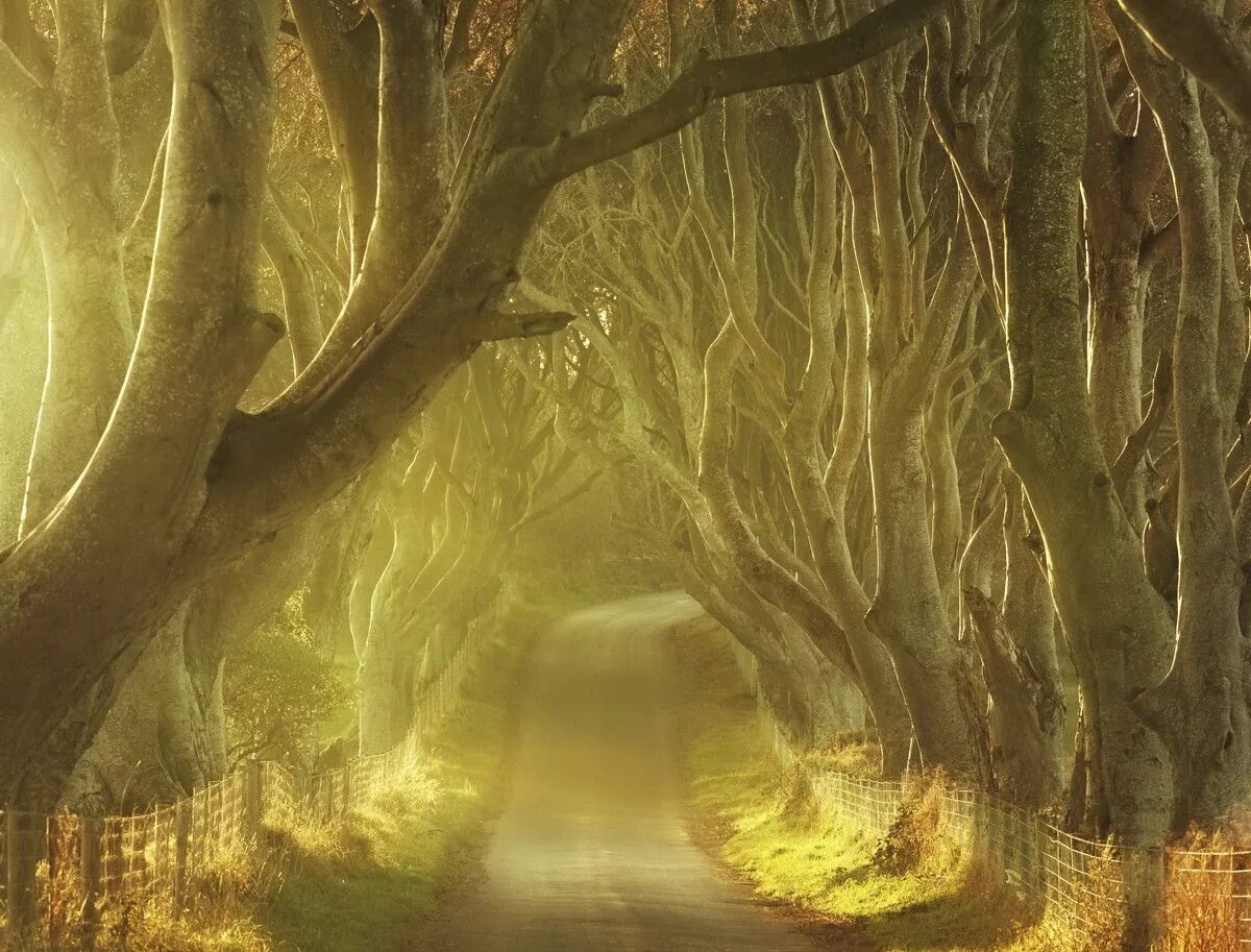 Trees calling
