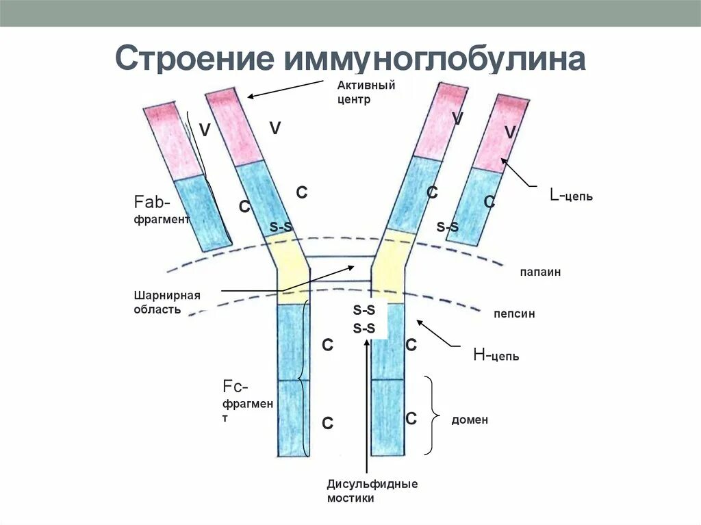 Антитела иммуноглобулины структура. Схема строения иммуноглобулина. Строение молекулы иммуноглобулина IGG.. Хема строения мономера иммуноглобулина. Антитела легкая форма