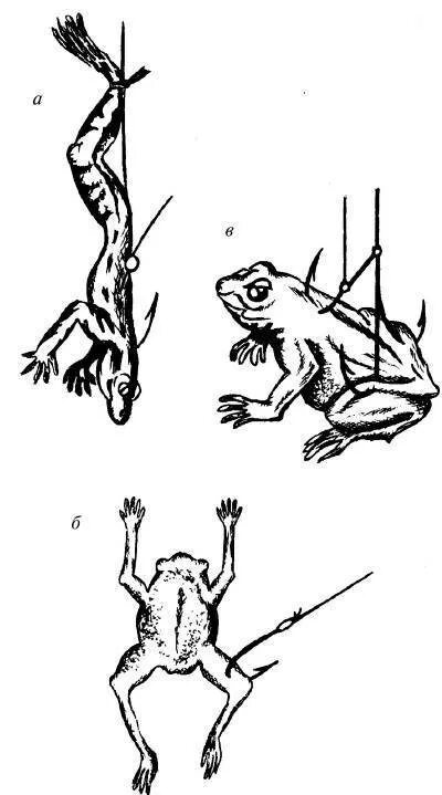 Ловля на лягушку. Ловля сома на лягушку. Насадить лягушку на крючок. Правильная насадка лягушки на крючок. Как насадить лягушку на крючок на сома.
