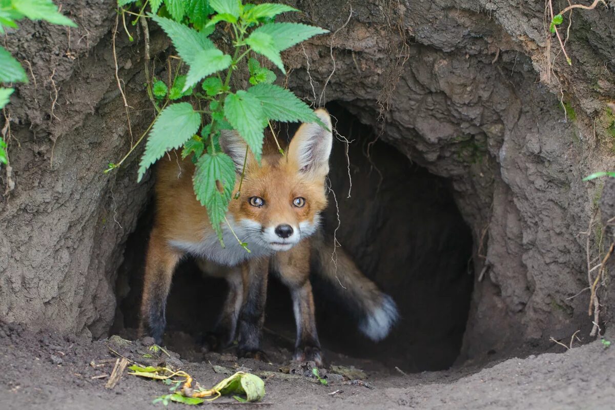 Лиса живет в норе. Дом fox