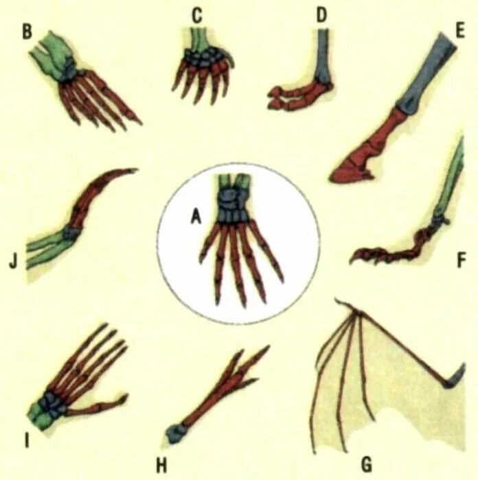 Отряд приматы конечности. Пятипалые конечности наземного типа. Ароморфозы амфибий. Филогенез скелета конечностей. Передние и задние конечности пятипалые.