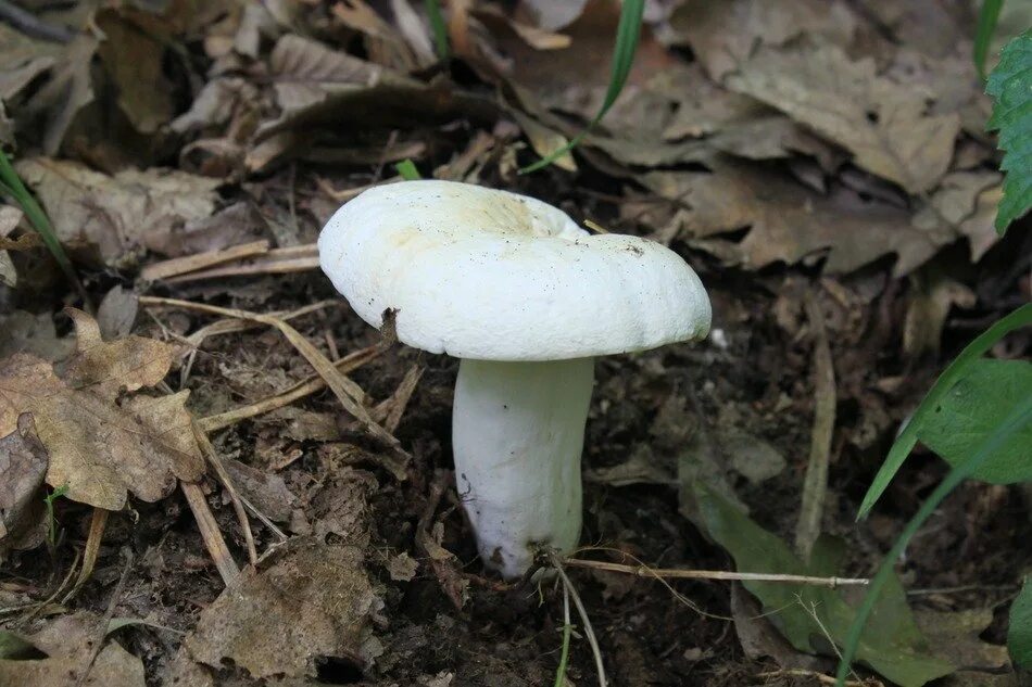 Грибы белая ножка. Грибы white fungus. боровик белого цвета. боровик с белой шляпкой. съедобные грибы белого цвета.