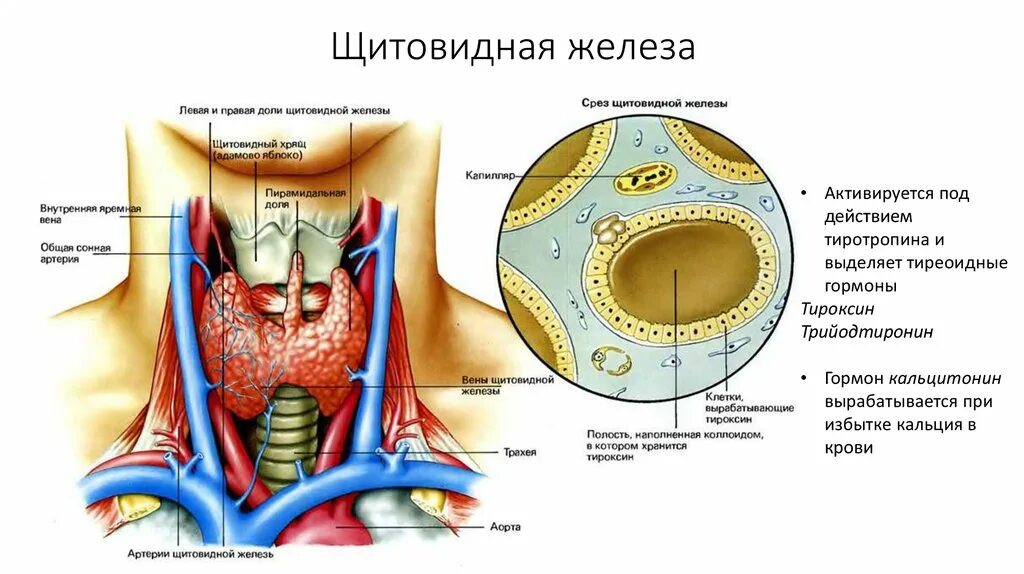 Щитовидная железа анатомия. Щитовидная железа строение анатомия. Доли щитовидной железы.