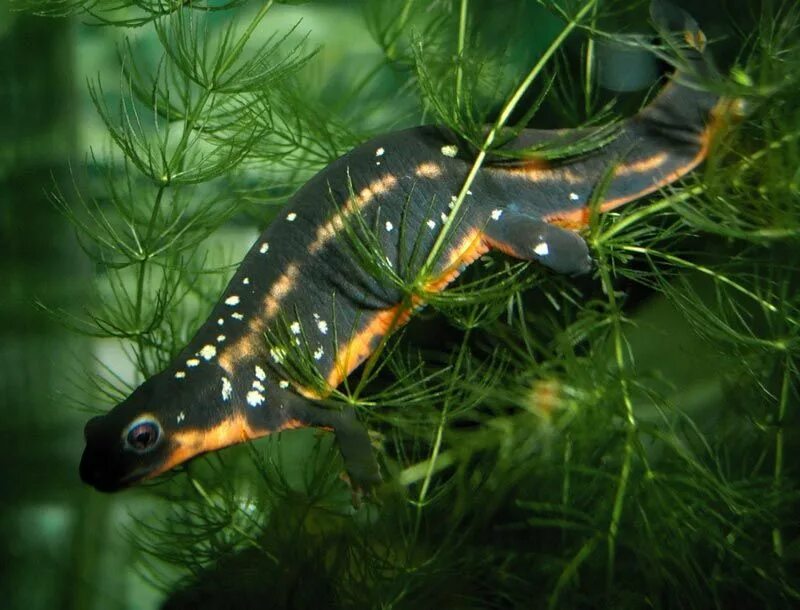 Гребенчатый тритон самка. Обыкновенный тритон lissotriton vulgaris. Класс рыбы класс земноводные. Тритон какой класс рыб. Среда обитания тритона обыкновенного.