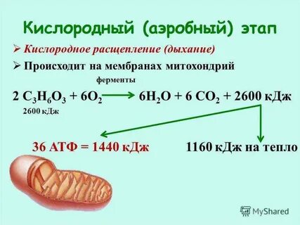 Расщепление атф какой фазе