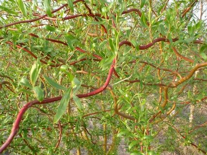 Ива Матсудана Эритрофлексуоза (Erythroflexuosa) (Erythroflexuosa ) - описан...