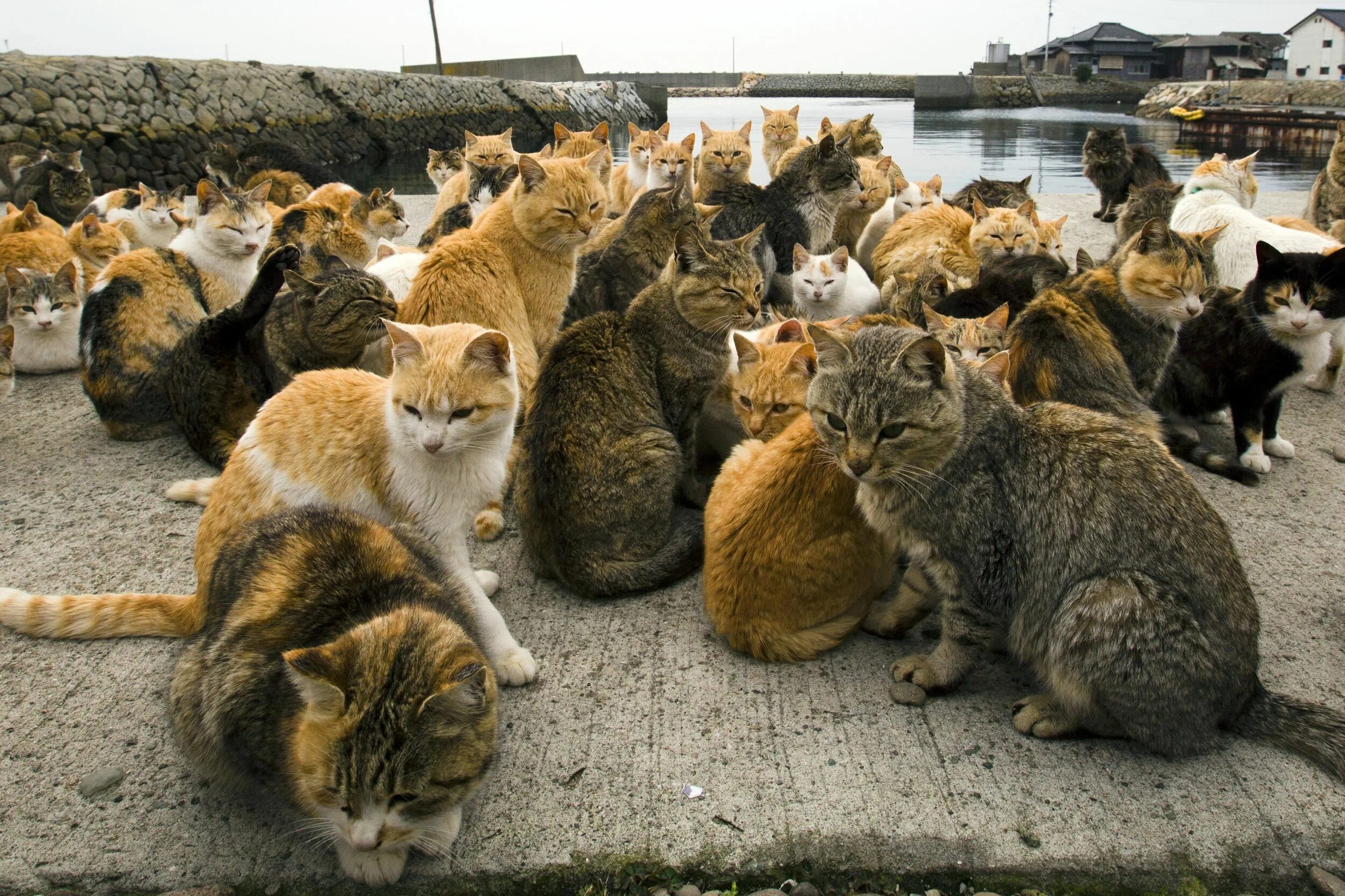 Где много котят. Япония остров кошек Аосима. Остров Тасиро Япония. Тасиро остров кошек. Остров Тасиро остров кошек.
