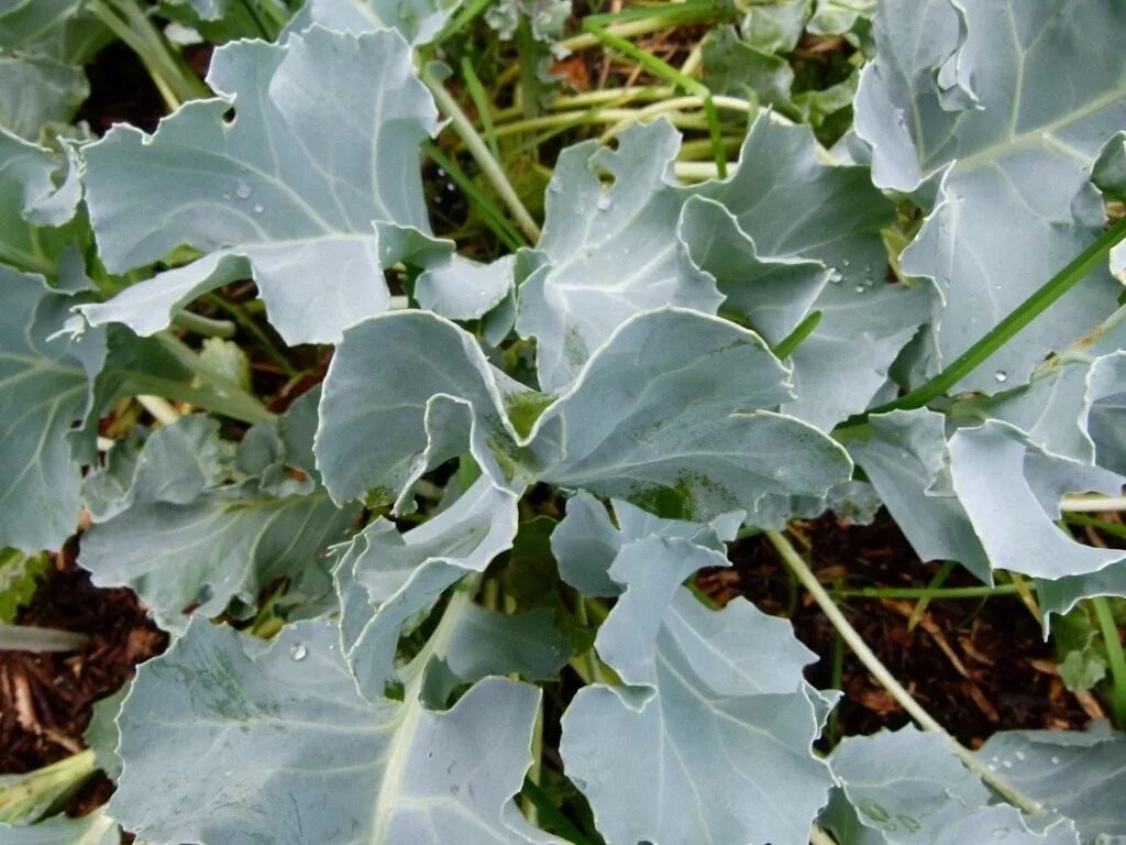 Катран растение. Катран (Crambe cordifolia). Катран Приморский растение. Катран татарский хрен.