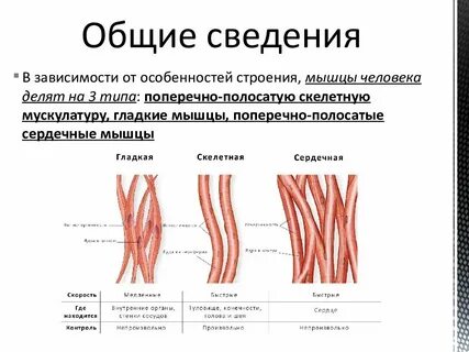 Гладкие мышцы выполняют функции