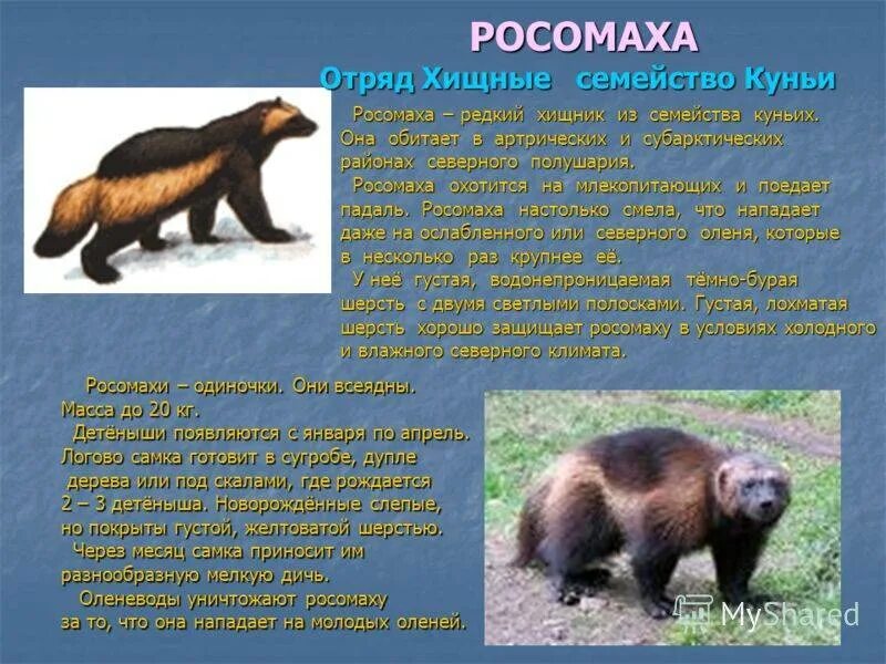 Росомаха доклад. Росомаха животное. Росомаха обитает в России. Сообщение о Росомахе. Росомаха в какой природной зоне