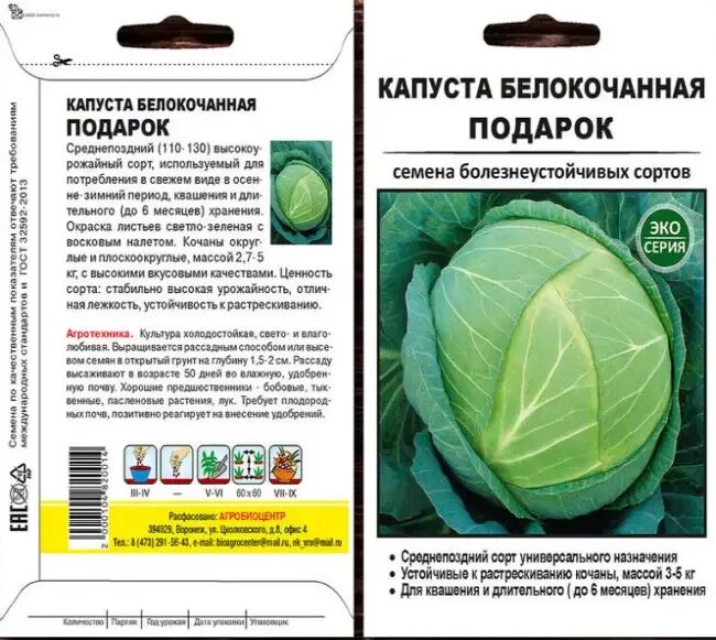 Сорт капусты точка отзывы. Капуста лоцман описание сорта. сорт капусты плоской формы. капуста сорт точка. лучшие сорта капусты для засолки и хранения.