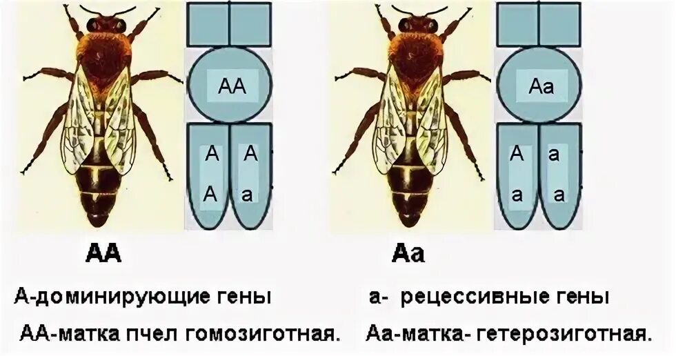 Медоносная пчела содержатся человеком впр