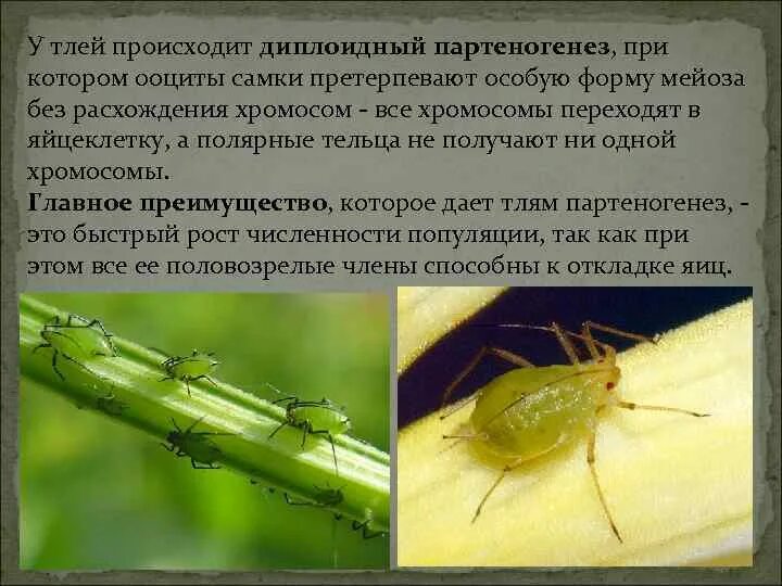 Размножение тли. Цикл развития тли. Партеногенетическое размножение тли. Тля какое размножение. ).