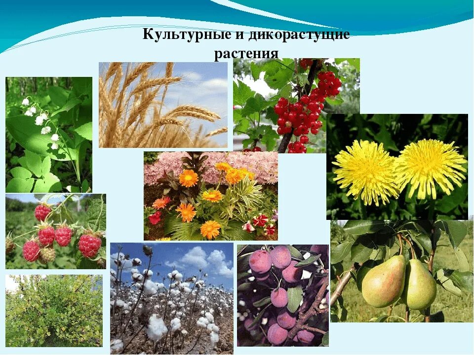 Дикорастущие и культурные примеры. Дикорастущие и культурные растения. Культурные цветковые растения. Цветы дикорастущие и культурные. Культурные травянистые растения.