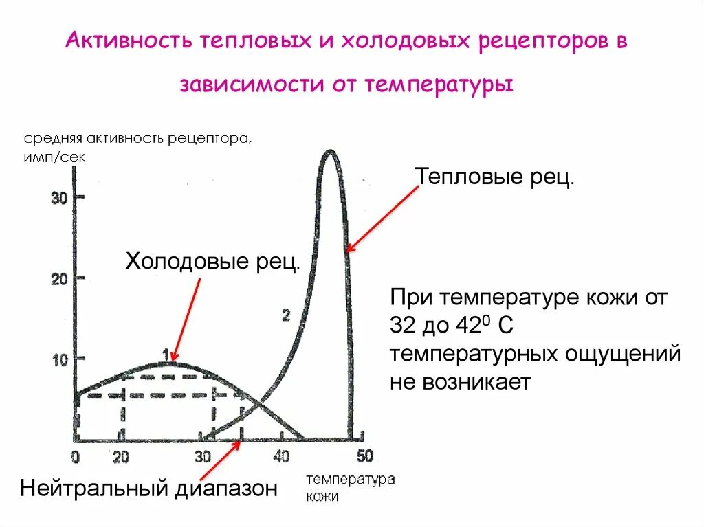 Механизм возбуждения терморецепторов кожи. Каков механизм возбуждения холодовых рецепторов. Статическая реакция терморецепторов. Рецепторы температурной чувствительности.