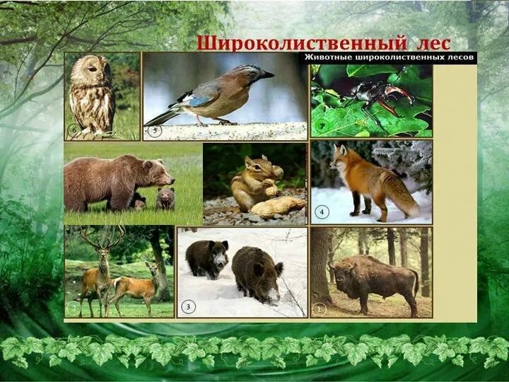 Какие животные обитают в смешанных и широколиственных. Животный мир смешанных и широколиственных лесов в россии. животный мир смешанных лесов и широколиственных лесов в россии. смешанный и широколиственный лес животные. животные смешанных и широколиственных лесов в россии 4 класс.