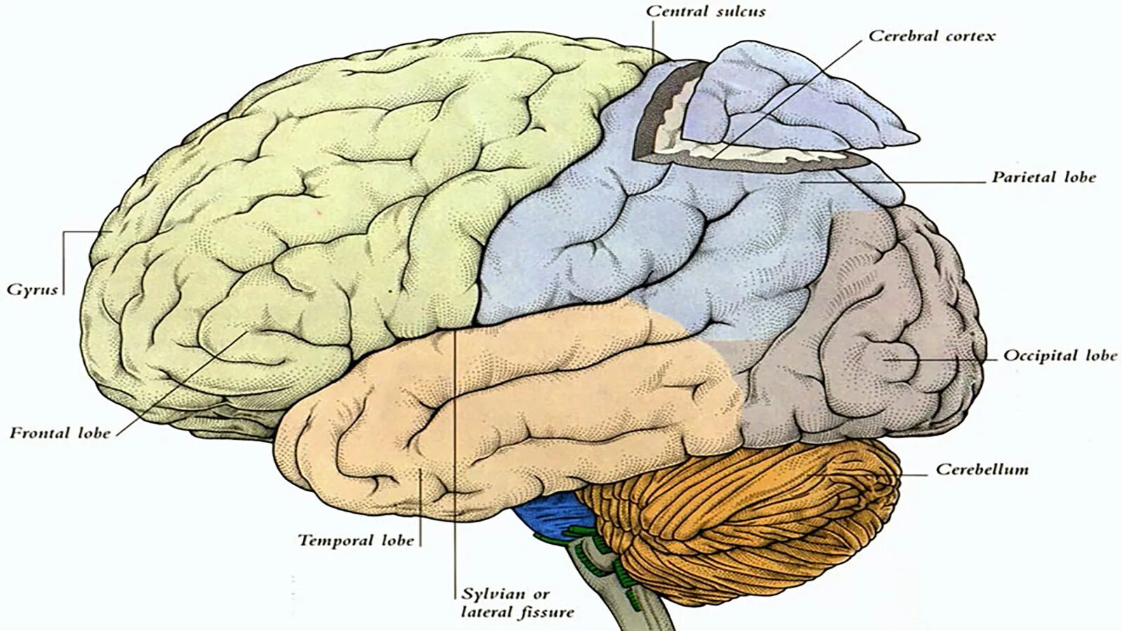 Brain area