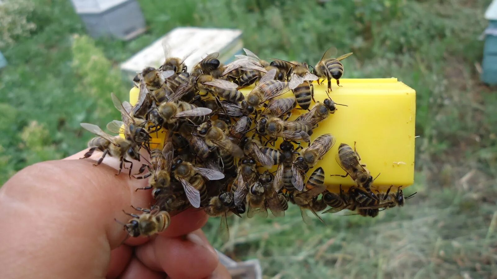 Среднерусская пчела. Пчеломатка среднерусской породы. Среднерусская пчела Рой.