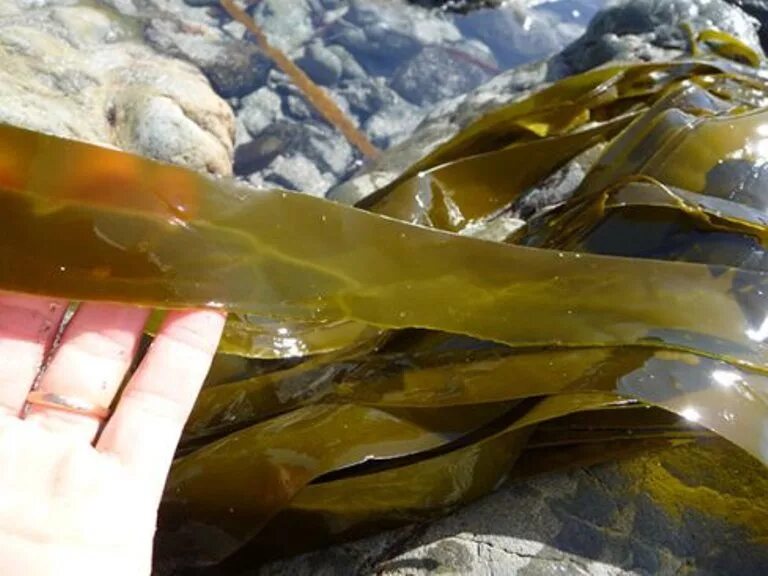 Приготовление водорослей. Морские водоросли ламинария. Морская капуста ламинария. Бурые водоросли ламинария. Лист ламинарии.