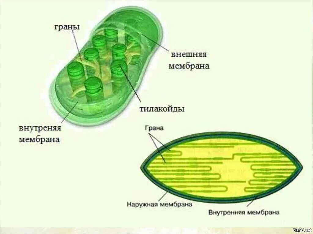 Строение клетки растения хлоропласты. Строение хлоропласта фотосинтез. Хлоропласты растительной клетки рисунок. Схема строения хлорофилла.