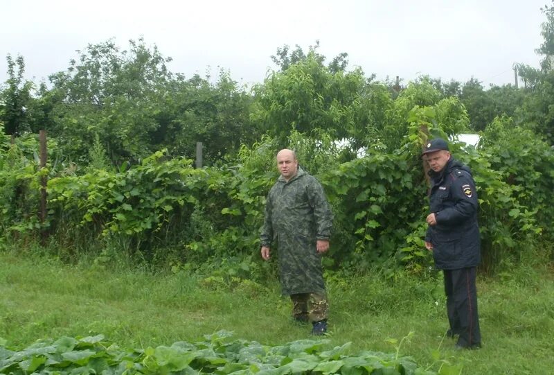 Поселок Мичуринский Успенский район. Посёлок Мичуринский Краснодарский край Успенский район. Мичуринск Успенского района. ОАО Мичуринское Успенский район.