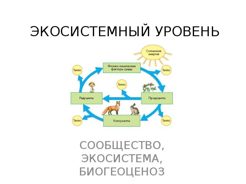 Экосистемный уровень организации характеристика. Экосистемный уровень жизни. Биогеоценотический (экосистемный) уровень. Биогеоценотический уровень биологическая система. Экосистемный уровень организации характеристика.