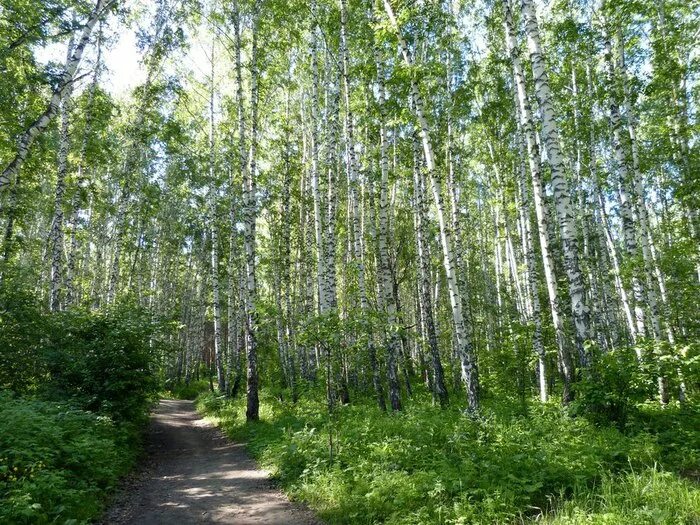 березовая роща береза повислая. берёзовая роща орехово-зуево. березовая роща ярославль. берёзовая роща орехово-зуево. берёзовая роща владимирская область.
