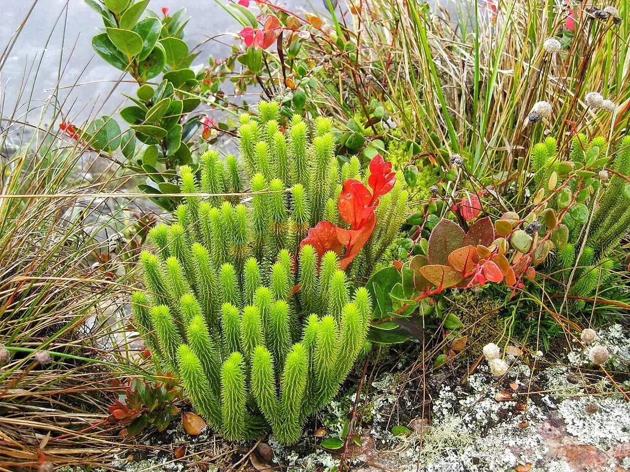 Лекарственные травы в походе. Экспедиция растения. Экспедиция растения. Россия 1 экспедиция горный алтай. Экспедиция растения.