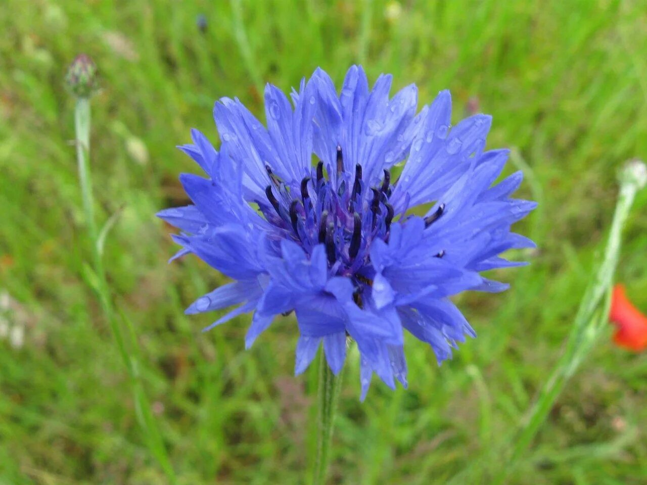 Л василек. Василек горный многолетний. Василек синий (Centaurea cyanus). Василек синий Корнфловер. Василек Королевский многолетний.