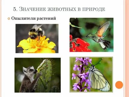 Иногда в роли опылителя выступает человек