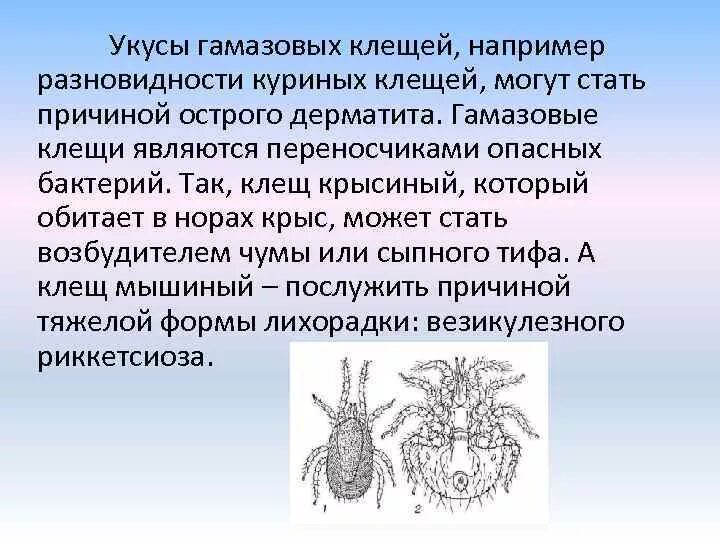 Почему чесоточного клеща называют зуднем обоснуйте