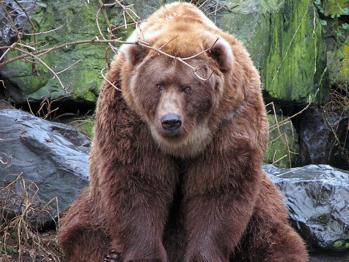 Бурый медведь кадьяк. Кадьяк (медведь). Самые большие медведи. Самые большие медведи. Самые большие медведи.