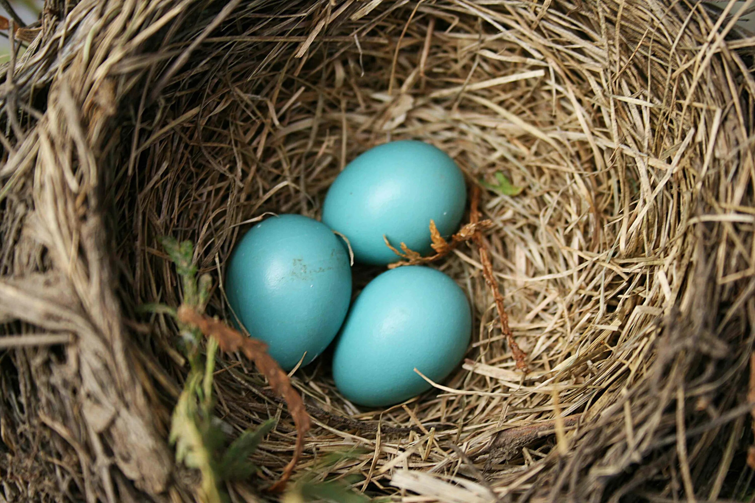 Gold bird s nest. Яйца диких птиц. Цвет яйца Малиновки. Цвет яиц диких птиц. Гнездо с голубыми яйцами.