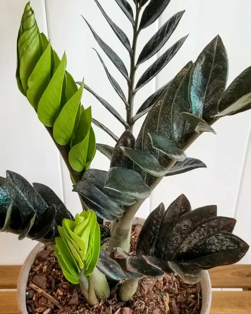 Замиокулькас черный фото. Zamioculcas zamiifolia black raven. замиокулькас черный вариегата. замиокулькас черный (zamioculcas raven, вариегатный,. замиокулькас замифолия блэк лист.