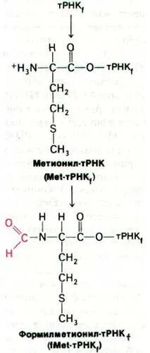 Окисление метионина. Метионин белка. Гликозил трансфераза. Ацетил коа трансфераза. Метионин строение аминокислоты.