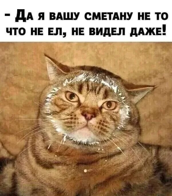 Мем черный кот в сметане Как наши уши связаны с перееданием -узнав это, я укротила аппетит. Китайский спо