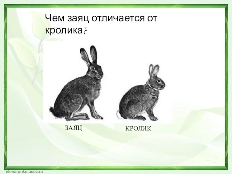 Разница между кроликом и зайцем. Заяц или кролик отличия. Отличие зайца от кролика. Заяц и кролик.
