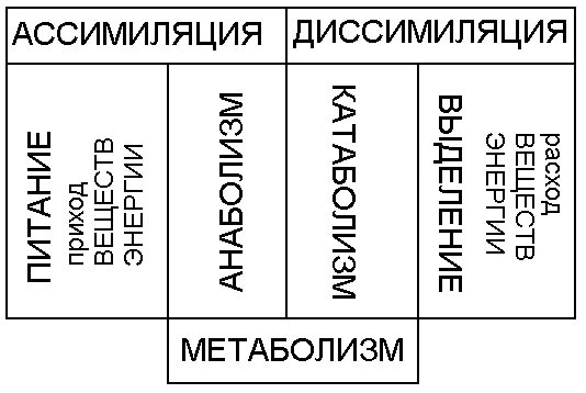 Ассимиляция и диссимиляция. Ассимиляция и диссимиляция метаболизм. Ассимиляция и диссимиляция таблица. Схема метаболизм ассимиляция и диссимиляция. Имп ассимиляция читать