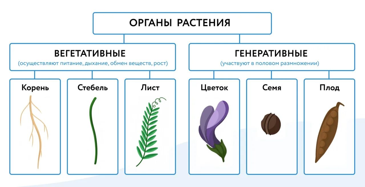 Генеративные органы злаков ЕГЭ схема. Строение вегетативных и генеративных органов растений. Вегетативные и генеративные органы цветкового растения. Вегетативные и генеративные органы цветка. Генеративная масса растений