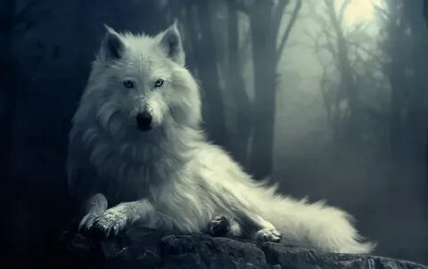 White wolf отзывы