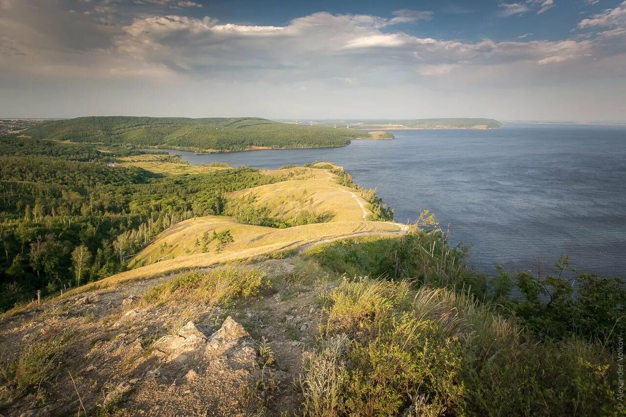 Васильки Самарской луки - Фото № 104343